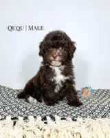 Ququ, a male Miniature Aussiedoodle for sale in Southwest Ranches, FL – Photo 5 of 6