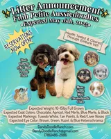 Ququ, a male Miniature Aussiedoodle for sale in Southwest Ranches, FL – Photo 6 of 6