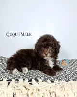 Ququ, a male Miniature Aussiedoodle for sale in Southwest Ranches, FL – Photo 3 of 6