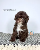 Ququ, a male Miniature Aussiedoodle for sale in Southwest Ranches, FL – Photo 2 of 6