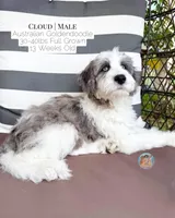 Cloud, a male Aussiedoodle and Goldendoodle for sale in Southwest Ranches, FL – 4 of 5