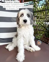 Cloud, a male Aussiedoodle and Goldendoodle for sale in Southwest Ranches, FL – 2 of 5