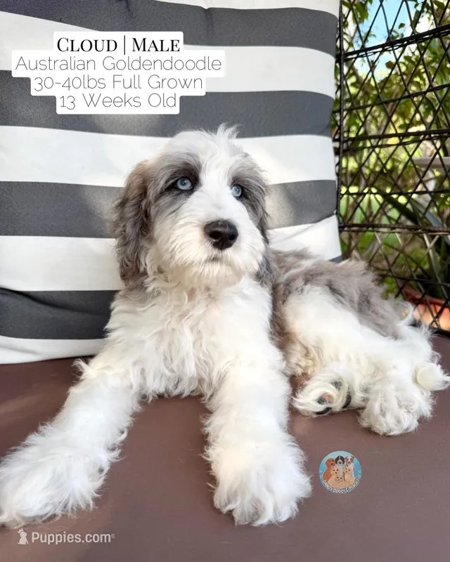 Cloud – Aussiedoodle, Goldendoodle puppy for sale in Southwest Ranches, FL