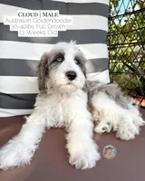 Cloud, a male Aussiedoodle and Goldendoodle for sale in Southwest Ranches, FL – 1 of 5