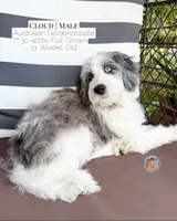 Cloud, a male Aussiedoodle and Goldendoodle for sale in Southwest Ranches, FL – 3 of 5