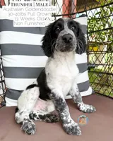 Thunder, a male Aussiedoodle and Goldendoodle for sale in Southwest Ranches, FL – 2 of 4