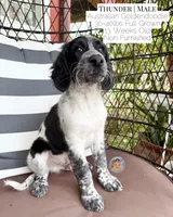 Thunder, a male Aussiedoodle and Goldendoodle for sale in Southwest Ranches, FL – 3 of 4