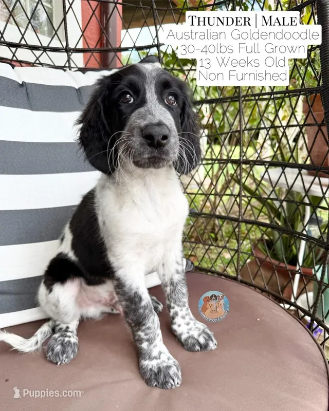 Thunder – Aussiedoodle, Goldendoodle puppy for sale in Southwest Ranches, FL