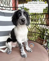Thunder, a male Aussiedoodle and Goldendoodle for sale in Southwest Ranches, FL – 1 of 4