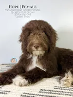 Hope, a female Aussiedoodle and Goldendoodle for sale in Southwest Ranches, FL – Photo 4 of 8