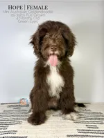 Hope, a female Aussiedoodle and Goldendoodle for sale in Southwest Ranches, FL – Photo 1 of 8