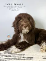 Hope, a female Aussiedoodle and Goldendoodle for sale in Southwest Ranches, FL – Photo 5 of 8