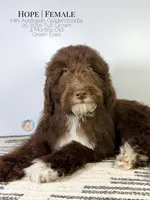 Hope, a female Aussiedoodle and Goldendoodle for sale in Southwest Ranches, FL – Photo 3 of 8