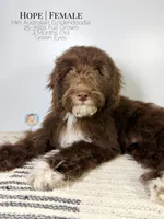 Hope, a female Aussiedoodle and Goldendoodle for sale in Southwest Ranches, FL – Photo 6 of 8