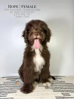 Hope, a female Aussiedoodle and Goldendoodle for sale in Southwest Ranches, FL – Photo 8 of 8