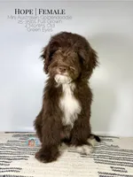 Hope, a female Aussiedoodle and Goldendoodle for sale in Southwest Ranches, FL – Photo 7 of 8