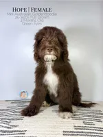 Hope, a female Aussiedoodle and Goldendoodle for sale in Southwest Ranches, FL – Photo 2 of 8