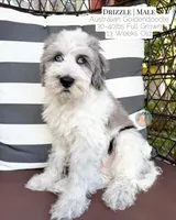Drizzle, a male Aussiedoodle and Goldendoodle for sale in Southwest Ranches, FL – 1 of 5