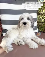 Drizzle, a male Aussiedoodle and Goldendoodle for sale in Southwest Ranches, FL – 3 of 5