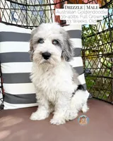 Drizzle, a male Aussiedoodle and Goldendoodle for sale in Southwest Ranches, FL – 4 of 5