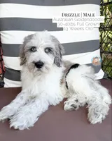 Drizzle, a male Aussiedoodle and Goldendoodle for sale in Southwest Ranches, FL – 2 of 5