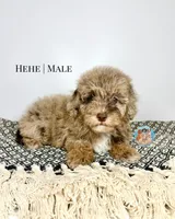 Hehe, a male Miniature Aussiedoodle for sale in Southwest Ranches, FL – Photo 3 of 5