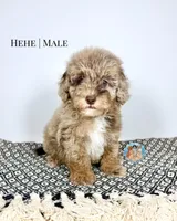 Hehe, a male Miniature Aussiedoodle for sale in Southwest Ranches, FL – Photo 5 of 5