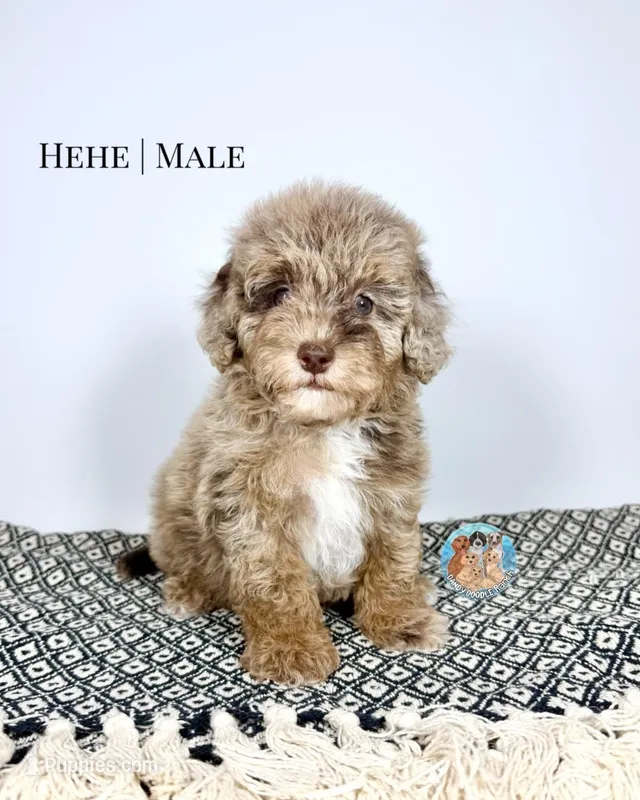 Hehe, a male Miniature Aussiedoodle for sale in Southwest Ranches, FL – Photo 1 of 5