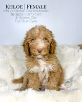 Khloe, a female Miniature Aussiedoodle and Miniature Goldendoodle for sale in Southwest Ranches, FL – Photo 4 of 10