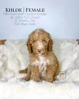 Khloe, a female Miniature Aussiedoodle and Miniature Goldendoodle for sale in Southwest Ranches, FL – Photo 6 of 10
