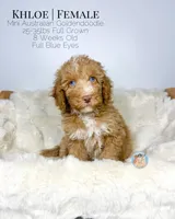 Khloe, a female Miniature Aussiedoodle and Miniature Goldendoodle for sale in Southwest Ranches, FL – Photo 3 of 10