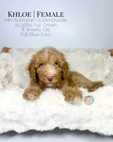 Khloe, a female Miniature Aussiedoodle and Miniature Goldendoodle for sale in Southwest Ranches, FL – Photo 8 of 10