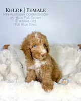 Khloe, a female Miniature Aussiedoodle and Miniature Goldendoodle for sale in Southwest Ranches, FL – Photo 7 of 10