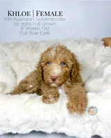 Khloe, a female Miniature Aussiedoodle and Miniature Goldendoodle for sale in Southwest Ranches, FL – Photo 9 of 10