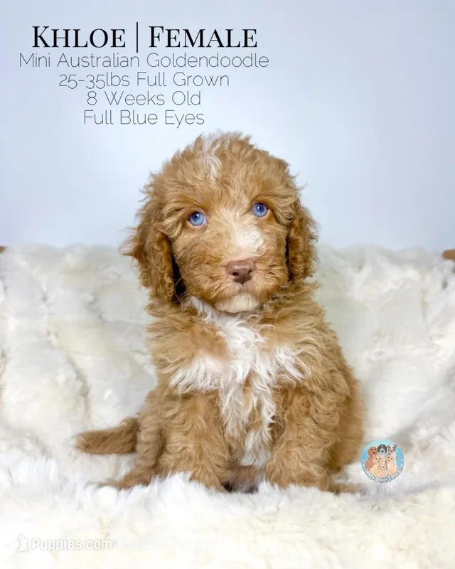 Khloe – Miniature Aussiedoodle, Miniature Goldendoodle puppy for sale in Southwest Ranches, FL