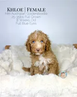 Khloe, a female Miniature Aussiedoodle and Miniature Goldendoodle for sale in Southwest Ranches, FL – Photo 2 of 10