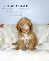 Khloe, a female Miniature Aussiedoodle and Miniature Goldendoodle for sale in Southwest Ranches, FL – Photo 5 of 10