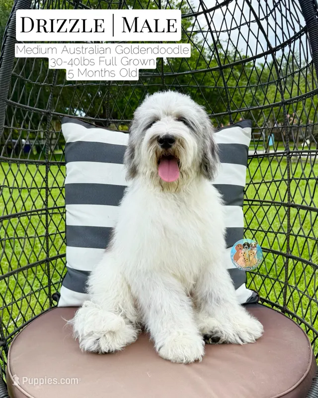 Drizzle – Aussiedoodle, Goldendoodle puppy for sale in Southwest Ranches, FL