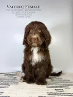 Valeria, a female Aussiedoodle and Goldendoodle for sale in Southwest Ranches, FL – Photo 5 of 8