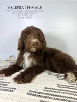 Valeria, a female Aussiedoodle and Goldendoodle for sale in Southwest Ranches, FL – Photo 3 of 8