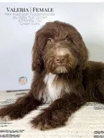 Valeria, a female Aussiedoodle and Goldendoodle for sale in Southwest Ranches, FL – Photo 8 of 8