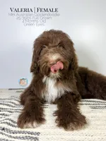Valeria, a female Aussiedoodle and Goldendoodle for sale in Southwest Ranches, FL – Photo 7 of 8