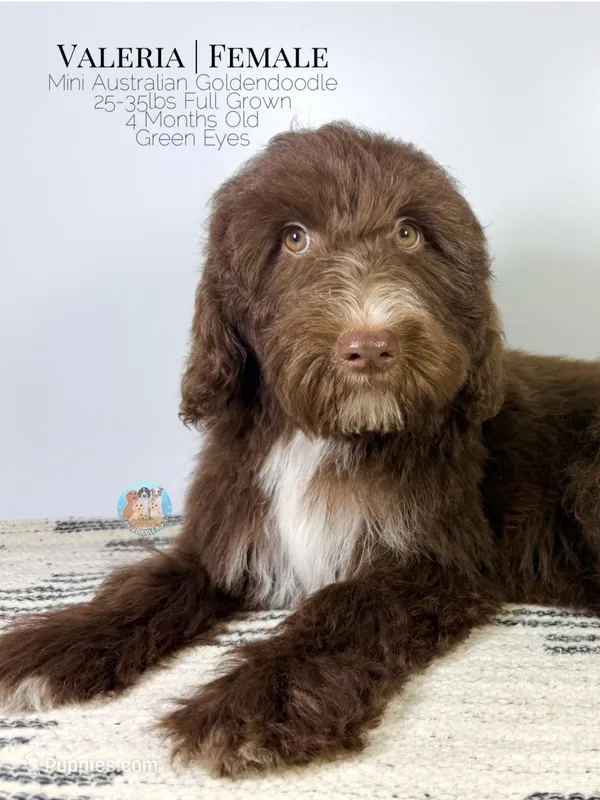 Valeria – Aussiedoodle, Goldendoodle puppy for sale in Southwest Ranches, FL