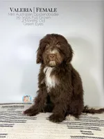 Valeria, a female Aussiedoodle and Goldendoodle for sale in Southwest Ranches, FL – Photo 4 of 8