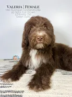 Valeria, a female Aussiedoodle and Goldendoodle for sale in Southwest Ranches, FL – Photo 2 of 8