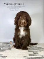Valeria, a female Aussiedoodle and Goldendoodle for sale in Southwest Ranches, FL – Photo 6 of 8