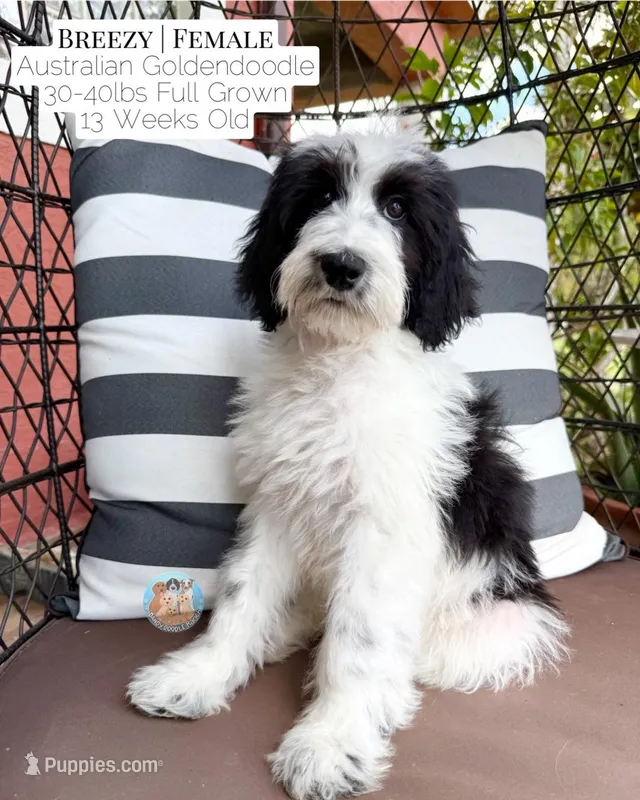 Breezy – Aussiedoodle, Goldendoodle puppy for sale in Southwest Ranches, FL