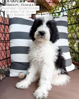 Breezy, a female Aussiedoodle and Goldendoodle for sale in Southwest Ranches, FL – 1 of 6