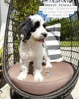 Breezy, a female Aussiedoodle and Goldendoodle for sale in Southwest Ranches, FL – 2 of 6