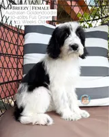 Breezy, a female Aussiedoodle and Goldendoodle for sale in Southwest Ranches, FL – 3 of 6